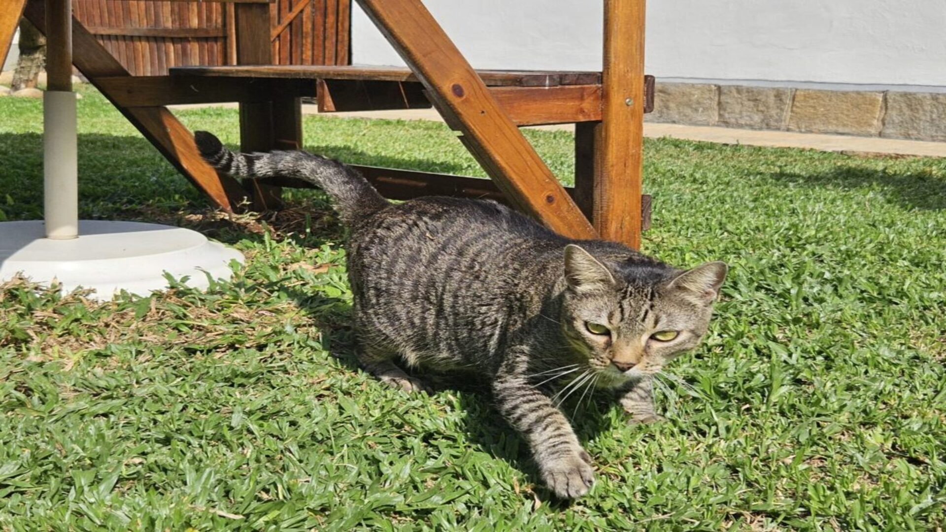 ONG em Teresópolis resgata e acolhe animais em condições de vulnerabilidade